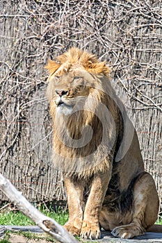 Wonderful Male Lion King Standing Straight for a Kodak Moment