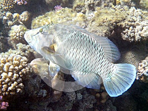 Wonderful maori wrasse with colorful coral background in detailed view in Red Sea