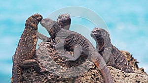 The wonderful Marine Iguanas on Galapagos Islands