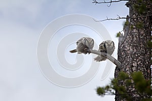 Wonderful married couple. Pair of barred owls on dry tree in taiga