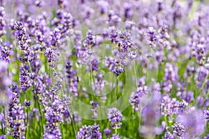 wonderful meadow with growing violet lavendula photo