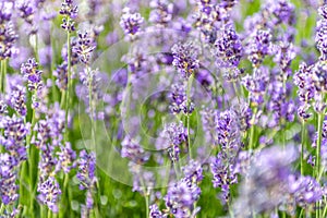 wonderful meadow with growing violet lavendula