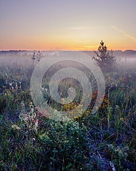 Wonderful misty morning on the glade - tranquility sunrise near the swamp