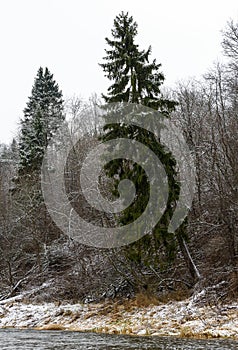 Wonderful morning beautiful winter landscape by the river Dubysa