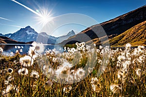Wonderful morning scene of Bachalp lake / Bachalpsee with feather grass flowers. Stunning autunm scene of Swiss alps, Grindelwald, photo