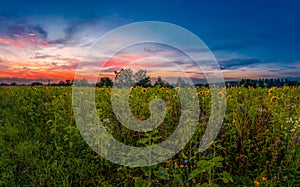 Wonderful morning at a sunflower field at sunrise - lovely moment of summer.