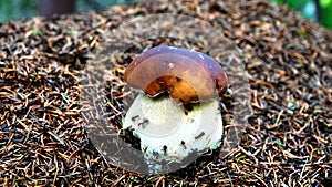 Wonderful mushroom grow on ant hill