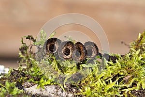 The wonderful mushrooms Cyathus striatus