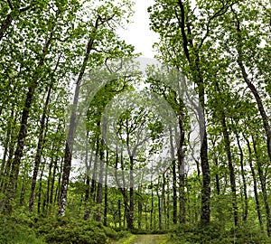 Wonderful natural landscape at Strone Hill Forestry