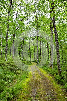 Wonderful natural landscape at Strone Hill Forestry