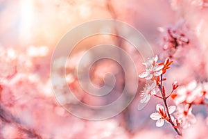 Wonderful nature closeup of cheery blossom, romantic light and blurry soft colors