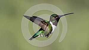 A Wonderful Nature Festival. Fascinating Images of Hummingbird Birds.