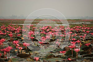 Wonderful nature landscape red pink lotus water lily flower lake sea in the morning, beautiful and famous tourist attractive