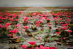 Wonderful nature landscape red pink lotus water lily flower lake sea in the morning, beautiful and famous tourist attractive