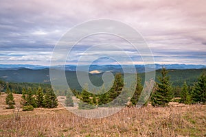 Wonderful omn hills landscape with spruce trees and mountain layers on the background