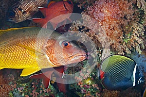 A wonderful orange and blue tide fish underwater in the Maldives, God created how beautiful