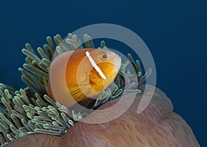 A wonderful orange fish underwater in Maldives, God created how beautiful