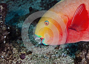 A wonderful orange and red tide fish underwater in Maldives, God created how beautiful