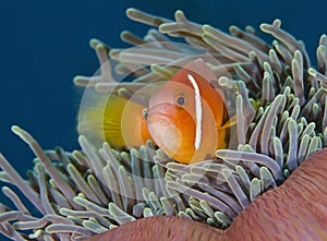 A wonderful orange and red tide fish underwater in Maldives, God created how beautiful