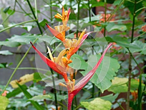 A wonderful orange-red tropical flower