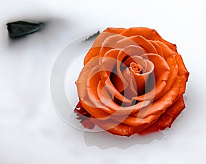 Wonderful orange rose on white background