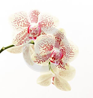 Wonderful Orchid flower