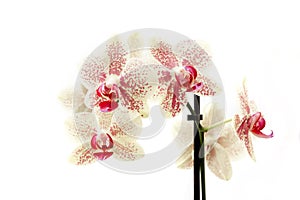 Wonderful Orchid flower