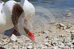 Wonderful panorama of the lake of Scanno with ducks