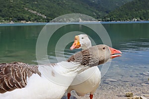 Wonderful panorama of the lake of Scanno with ducks