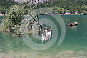 Wonderful panorama of the lake of Scanno with ducks