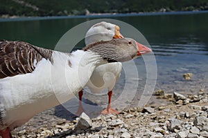 Wonderful panorama of the lake of Scanno with ducks photo