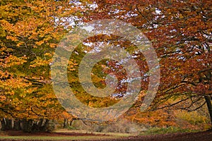 Wonderful park with monumental secular beech trees with colored leaves