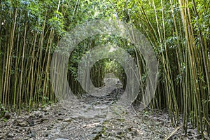 Wonderful path through tall bamboo trees, Maui, Hawaii