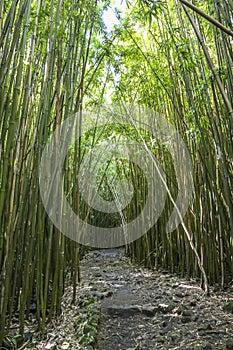 Wonderful path through tall bamboo trees, Maui, Hawaii