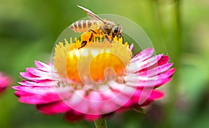 Wonderful photo of a beautiful bee and flowers a sunny day.