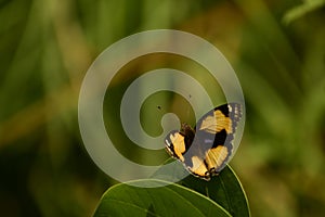 Wonderful picture of colourful  yellow pansy junonia hierta butterfly sitting  on leaf