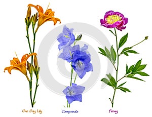 Wonderful pictures of different flowers