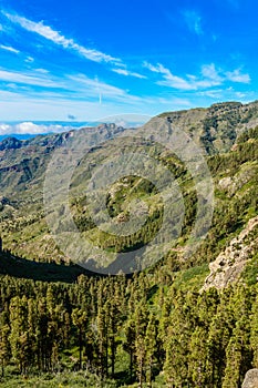 Wonderful Pine Forest Seen From Los Roques Viewpoint In Garajonay National Park In La Gomera. April 15, 2019. La Gomera, Santa