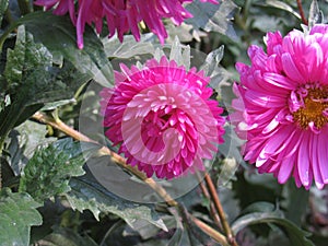 Wonderful pink asters in the garden