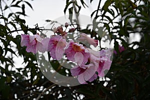 Wonderful pink azalea flowers in garden