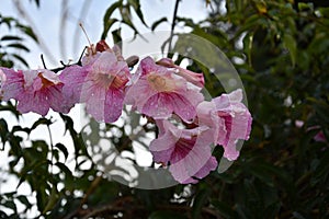 Wonderful pink azalea flowers in garden