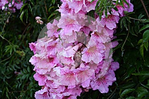 Wonderful pink azalea flowers in garden