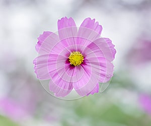 Wonderful pink cosmos flower