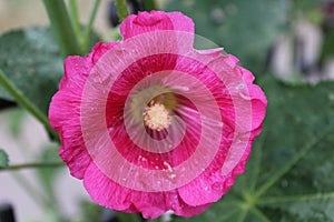 A wonderful pink flower blossomed in the summer.