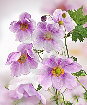 Wonderful pink flowers