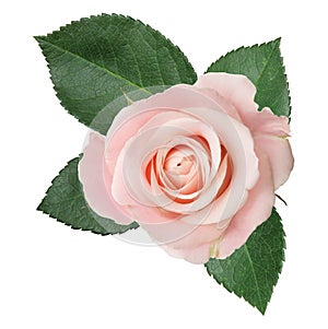 Wonderful pink Rose Rosaceae isolated on white background.