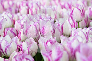 Wonderful pink and white tulips at Emirgan Park