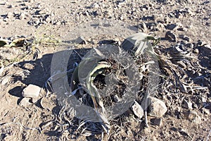 The wonderful plant Welwitschia mirabilis