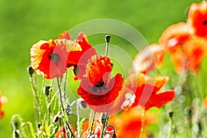 Red poppies flowers blossom on wild field. Natural drugs.