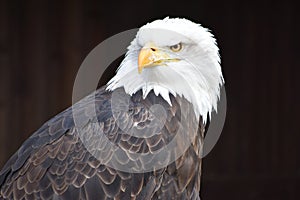 Wonderful portrait of a majestic american bald eagle